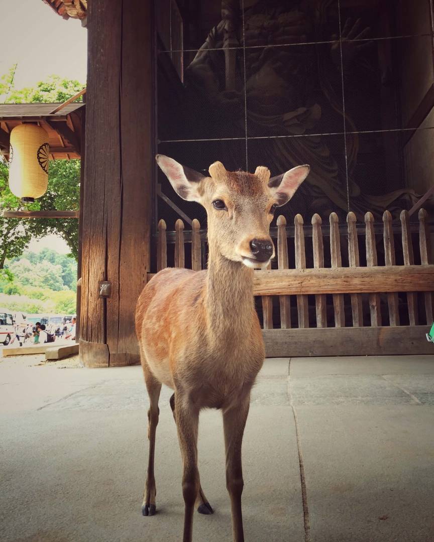 Nara, Japonsko