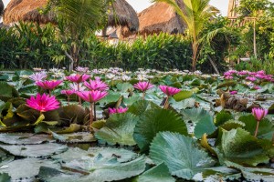 Pond with lotus flowers, Ubud